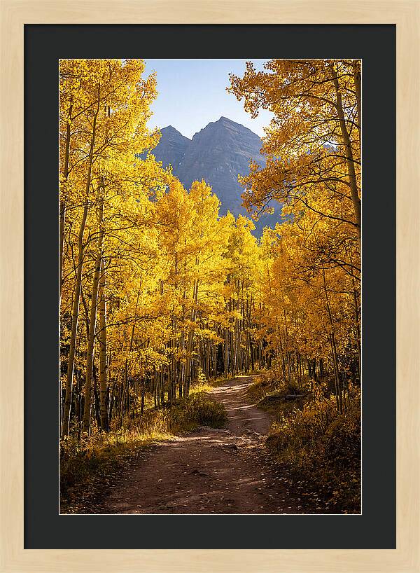 Seasonal Splendor In Aspen Grove