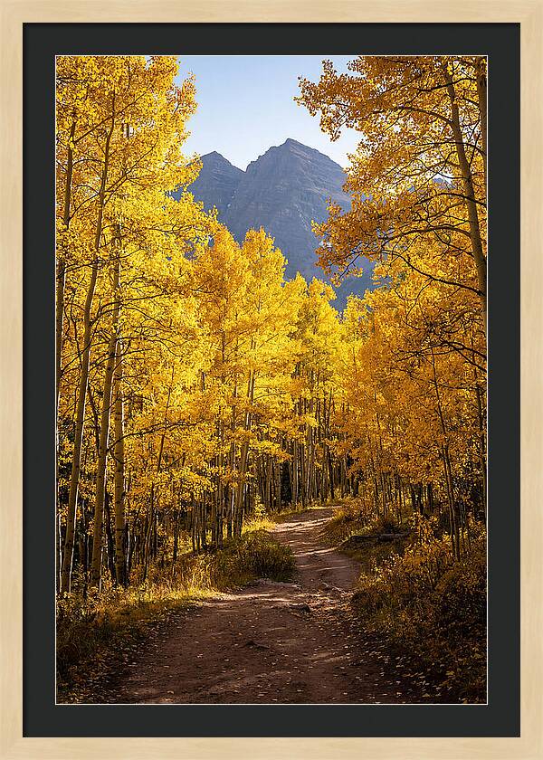 Seasonal Splendor In Aspen Grove