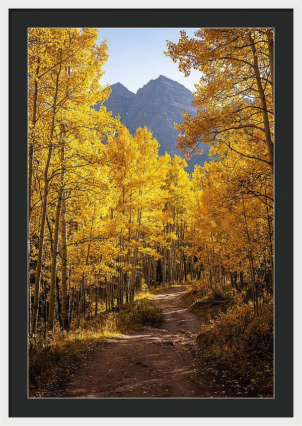 Seasonal Splendor In Aspen Grove