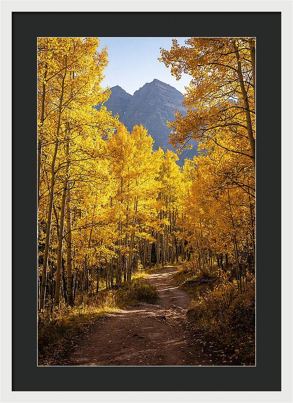 Seasonal Splendor In Aspen Grove