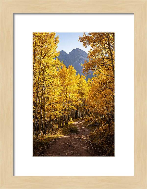Seasonal Splendor In Aspen Grove