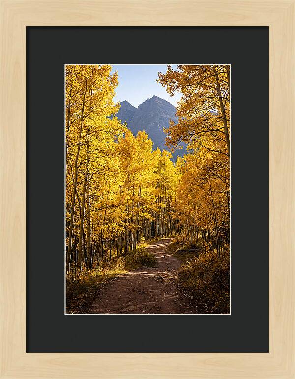 Seasonal Splendor In Aspen Grove