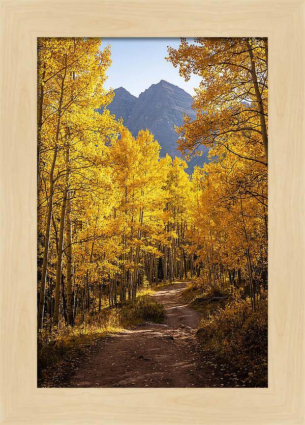 Seasonal Splendor In Aspen Grove