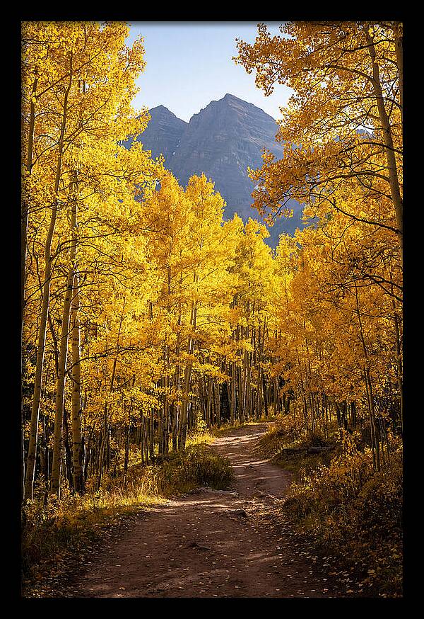 Seasonal Splendor In Aspen Grove