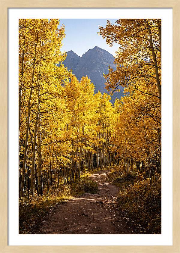 Seasonal Splendor In Aspen Grove