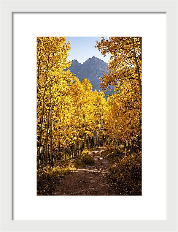 Seasonal Splendor In Aspen Grove