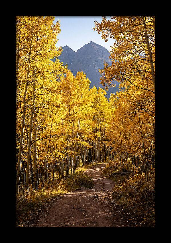 Seasonal Splendor In Aspen Grove