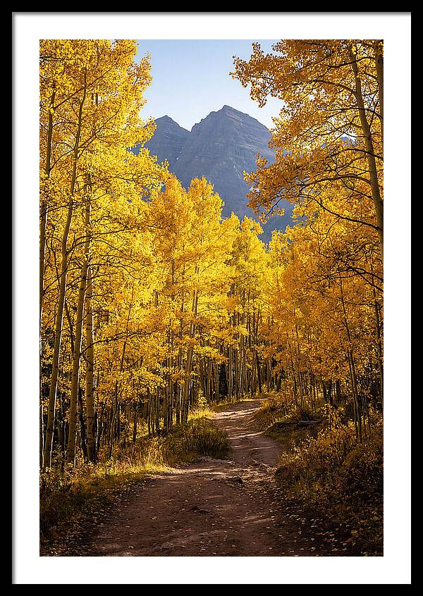Aspen Tree Art