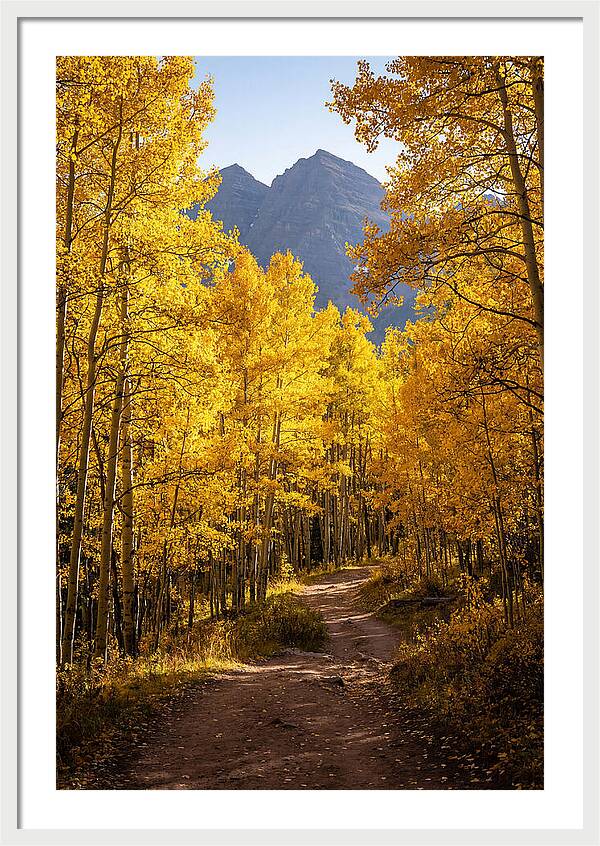 Seasonal Splendor In Aspen Grove
