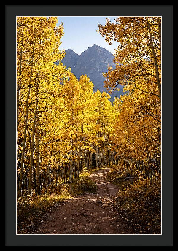 Seasonal Splendor In Aspen Grove