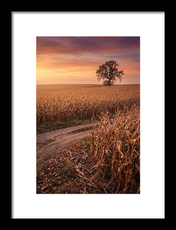 Seasonal Sunset Over Cornfield