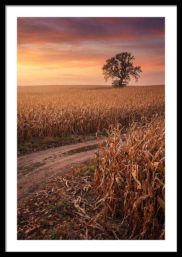 Seasonal Sunset Over Cornfield