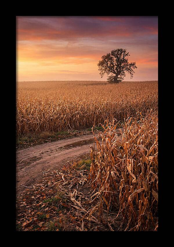 Seasonal Sunset Over Cornfield