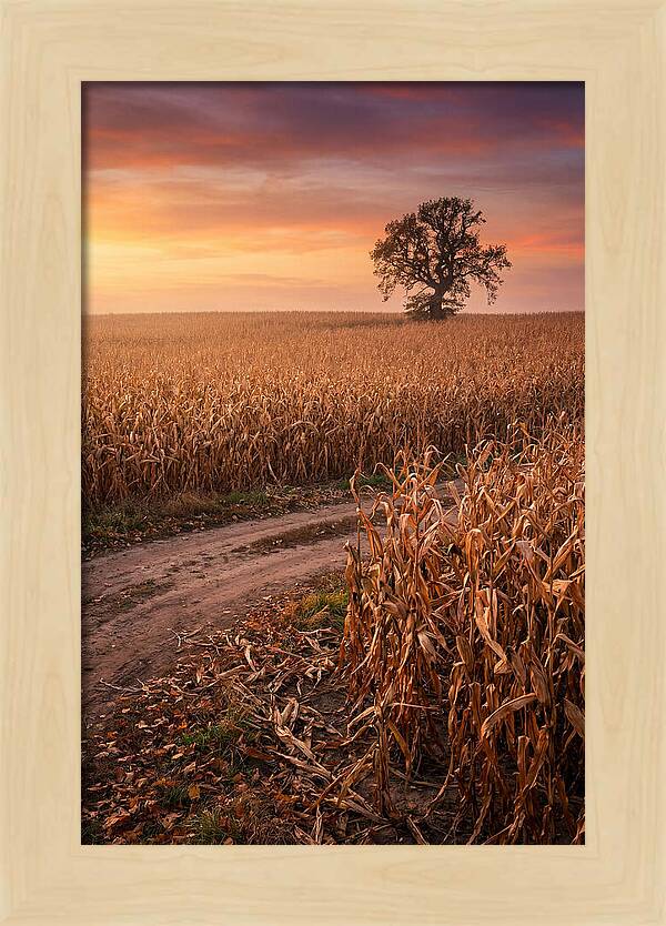 Seasonal Sunset Over Cornfield
