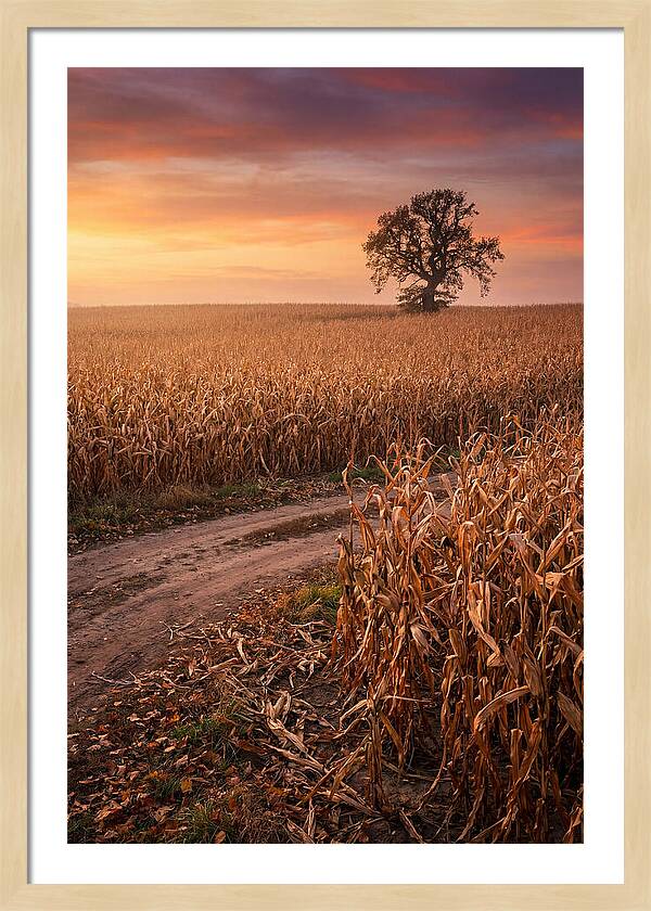 Seasonal Sunset Over Cornfield