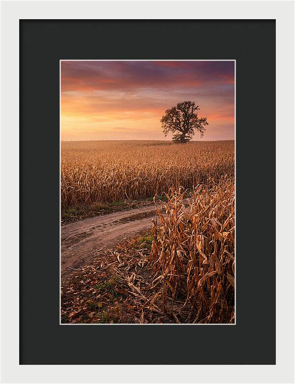 Seasonal Sunset Over Cornfield