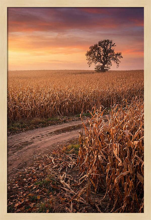 Seasonal Sunset Over Cornfield