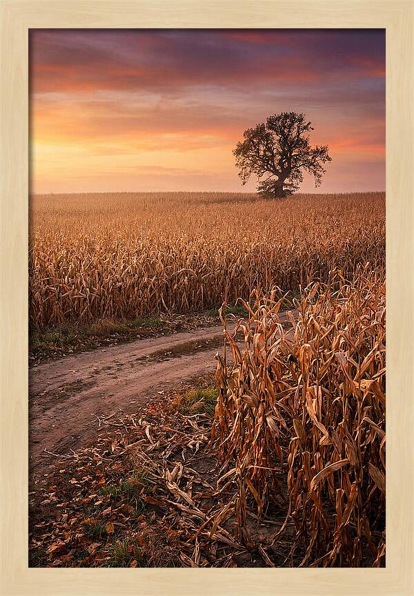 Seasonal Sunset Over Cornfield