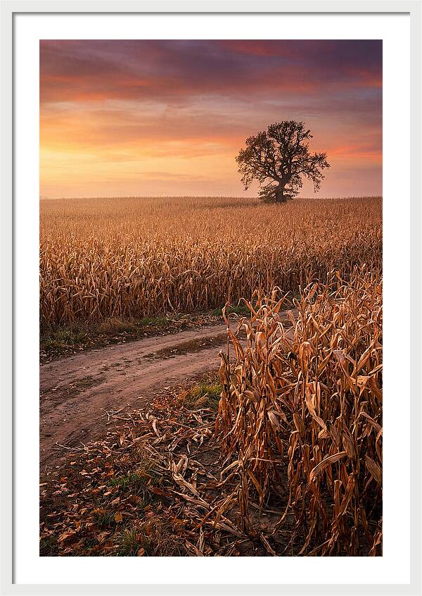 Seasonal Sunset Over Cornfield