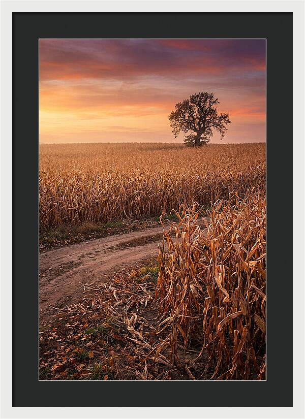 Seasonal Sunset Over Cornfield