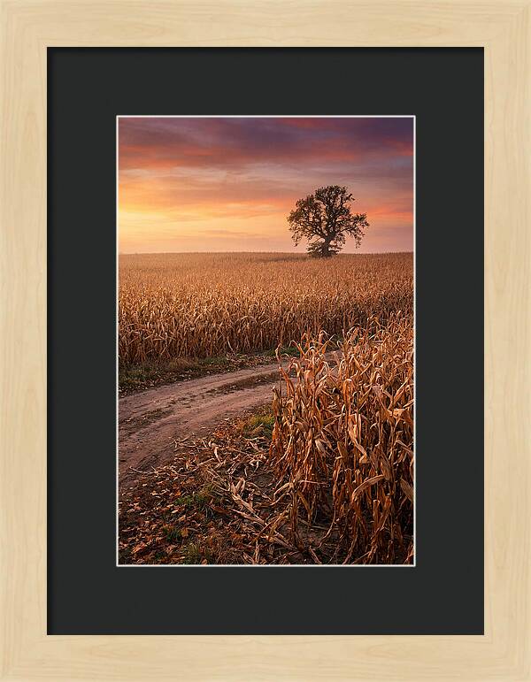 Seasonal Sunset Over Cornfield