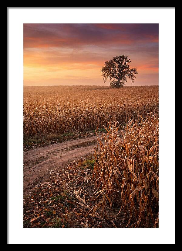 Seasonal Sunset Over Cornfield