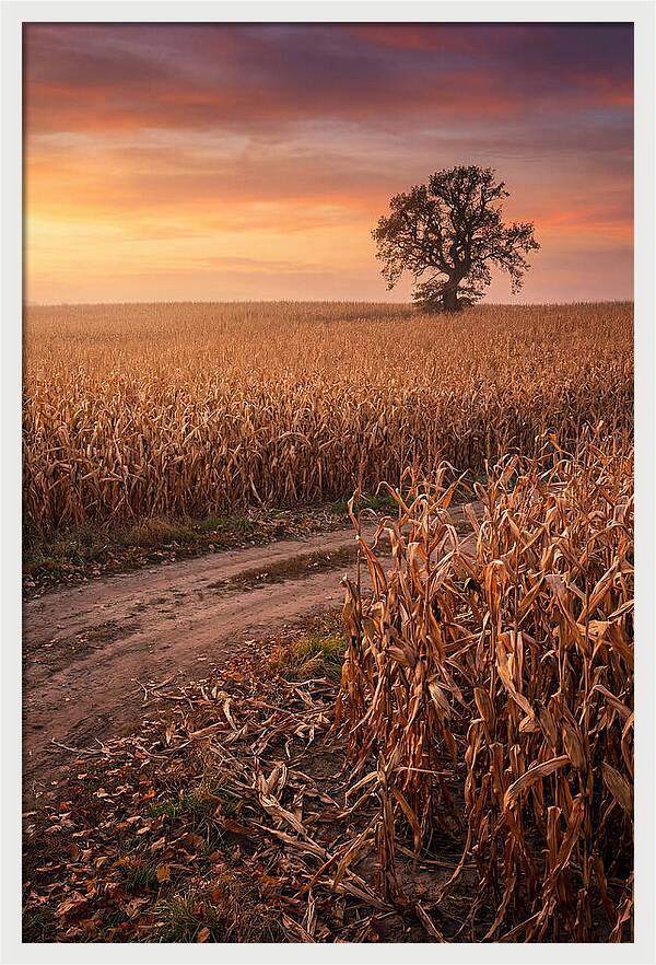 Seasonal Sunset Over Cornfield
