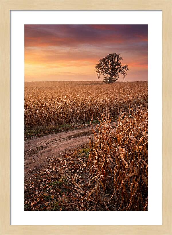 Seasonal Sunset Over Cornfield
