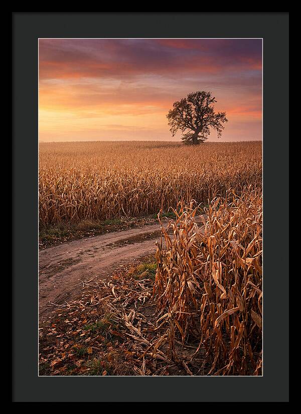 Seasonal Sunset Over Cornfield