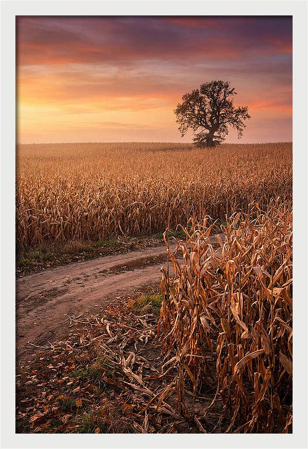 Seasonal Sunset Over Cornfield
