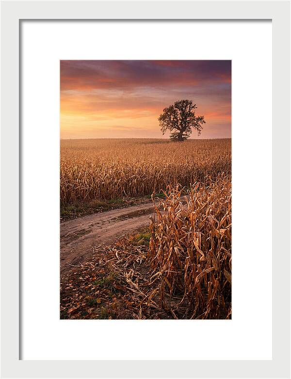 Seasonal Sunset Over Cornfield