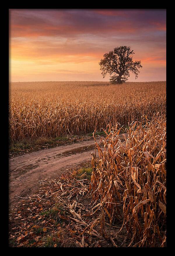Seasonal Sunset Over Cornfield