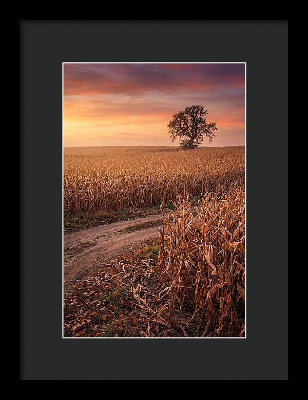 Seasonal Sunset Over Cornfield