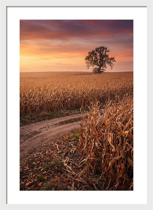 Seasonal Sunset Over Cornfield