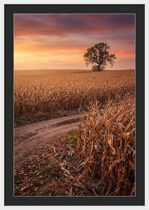 Seasonal Sunset Over Cornfield