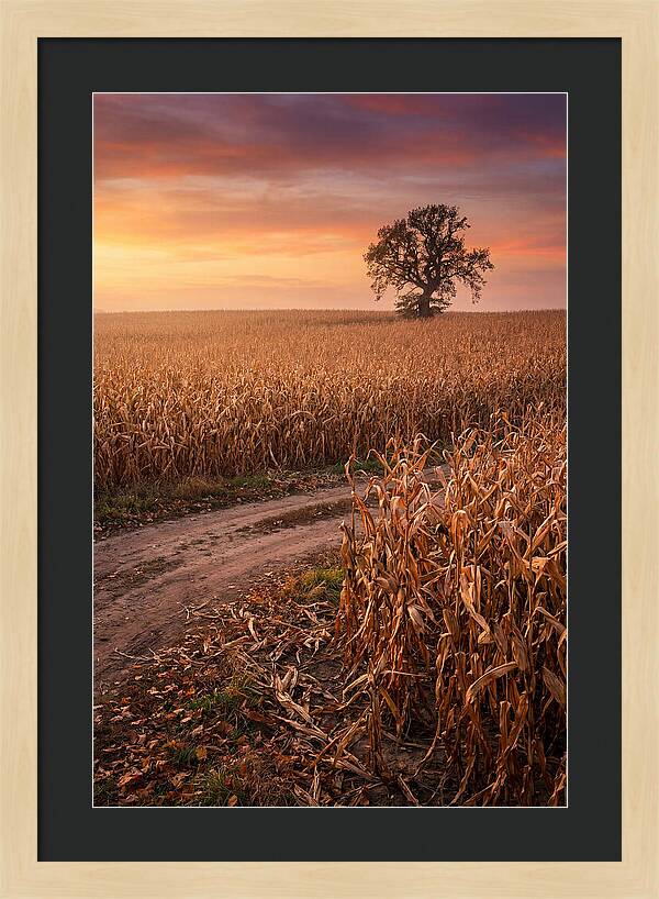 Seasonal Sunset Over Cornfield