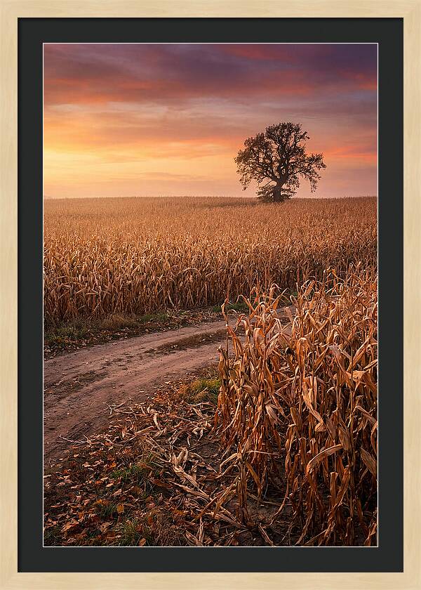 Seasonal Sunset Over Cornfield