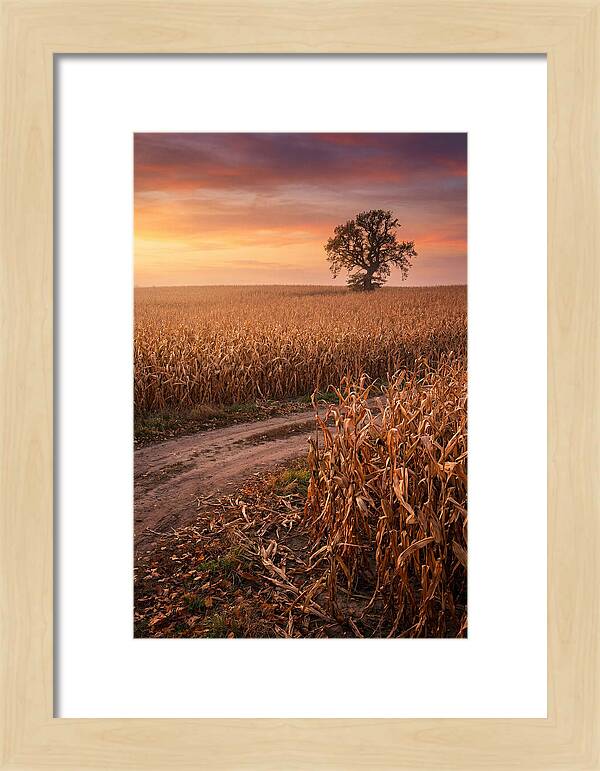 Seasonal Sunset Over Cornfield