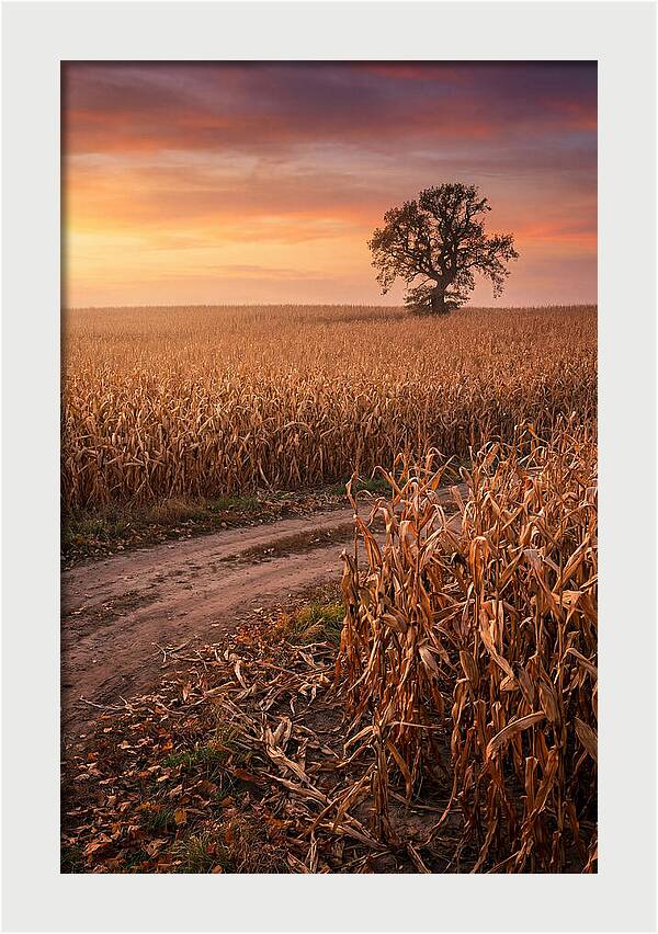 Seasonal Sunset Over Cornfield
