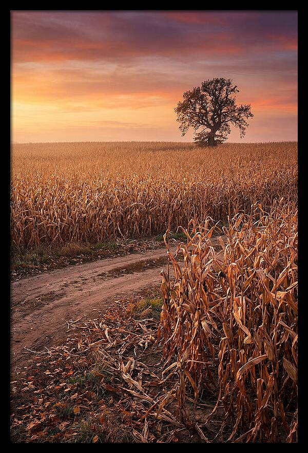 Seasonal Sunset Over Cornfield