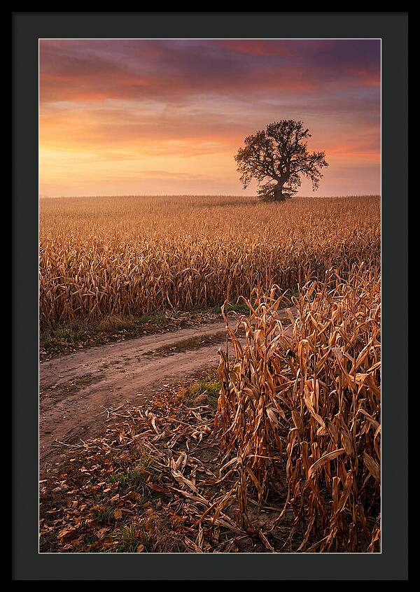 Seasonal Sunset Over Cornfield