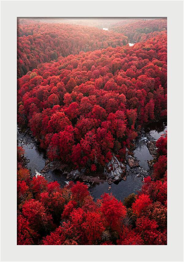 Seasonal Symphony Of Red