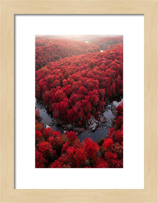 Seasonal Symphony Of Red