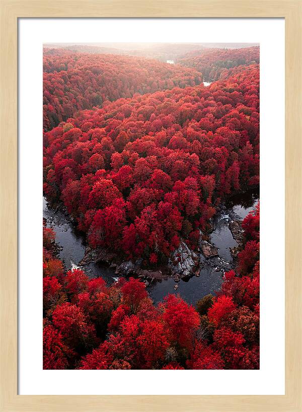 Seasonal Symphony Of Red