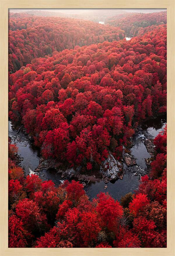 Seasonal Symphony Of Red