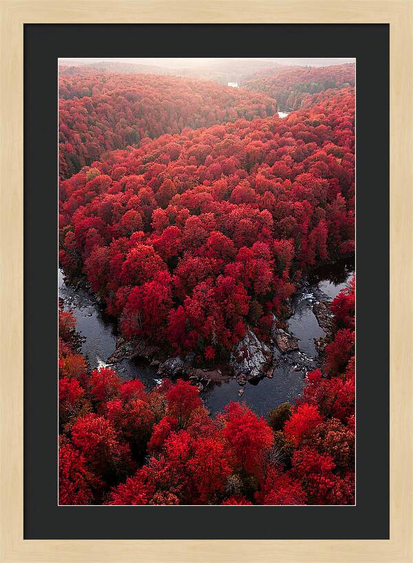 Seasonal Symphony Of Red