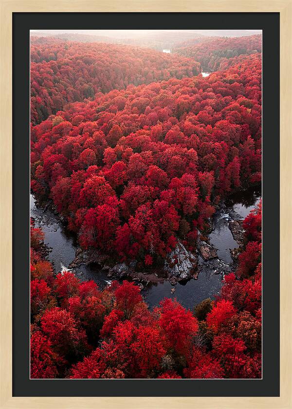 Seasonal Symphony Of Red
