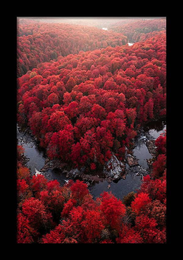 Seasonal Symphony Of Red