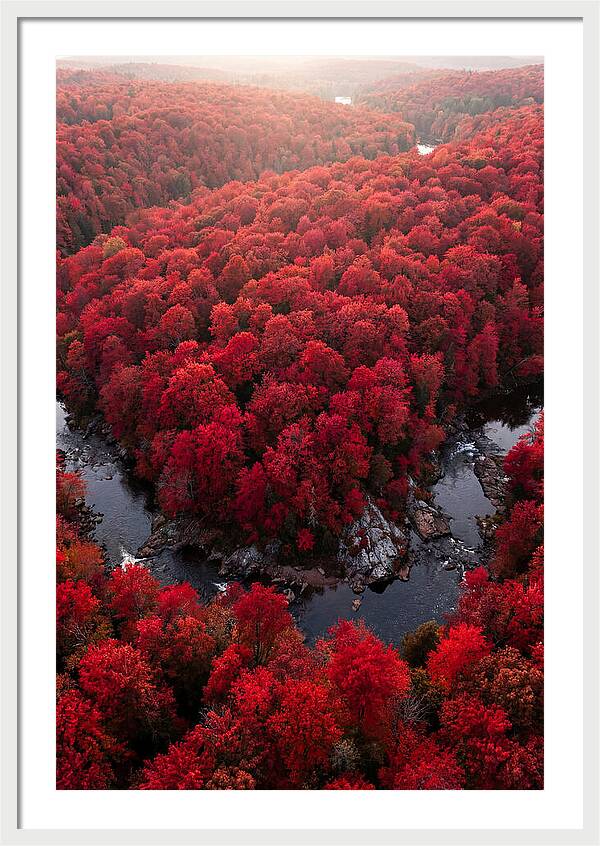 Seasonal Symphony Of Red