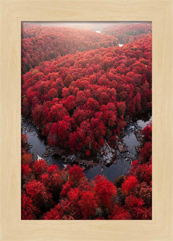 Seasonal Symphony Of Red